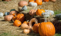 吃瓜爆料里朱雀是谁,揭秘吃瓜爆料中的神秘角色